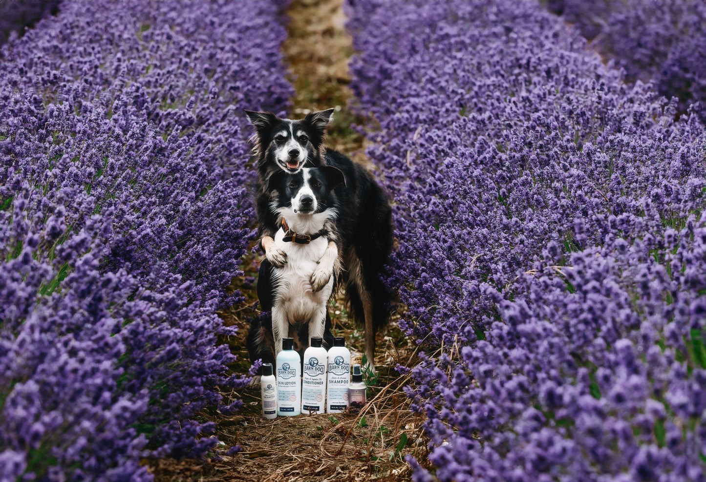Barn Dog Shampoo