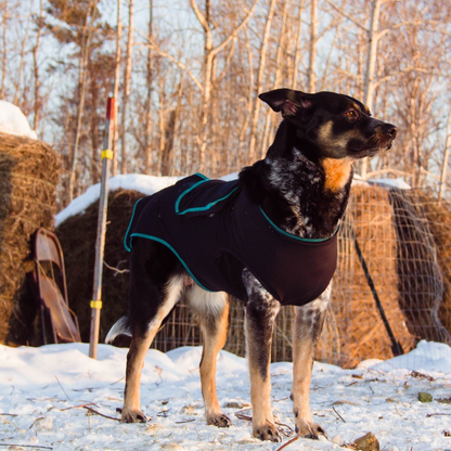 Canine Comfort & Care Shirt