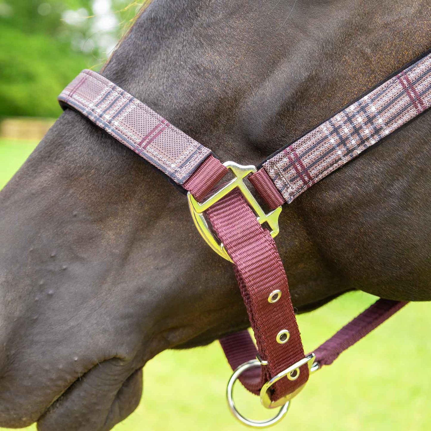 Jeffers Matching Horse Halter & Lead Rope 2 Piece Set, Full Size