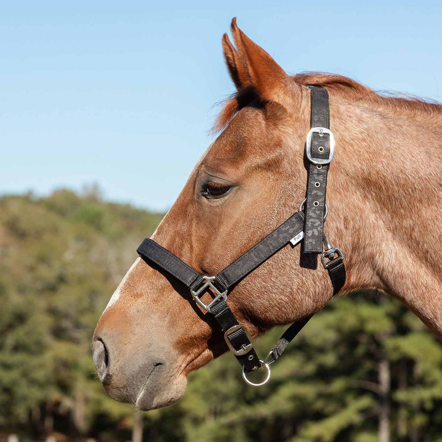 Jeffers Matching Horse Halter & Lead Rope 2 Piece Set, Full Size